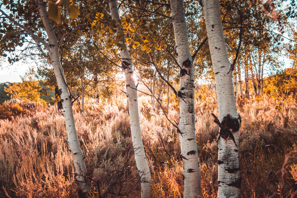 Colorado Wilderness (’16 Road Trip&nbsp;Pt.2)